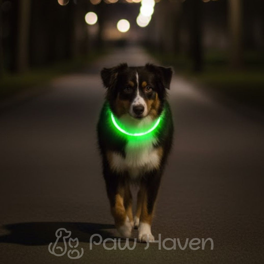 LED Dog Collar